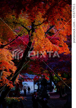 Kaede Kiyomizudera Nagano Kaede Kiyomizudera Nagano 45977011