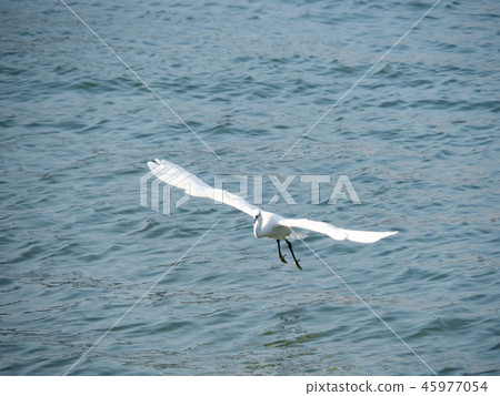 white egret fly 45977054