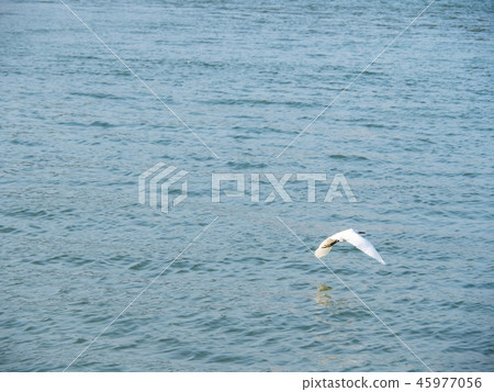 white egret fly white egret fly 45977056