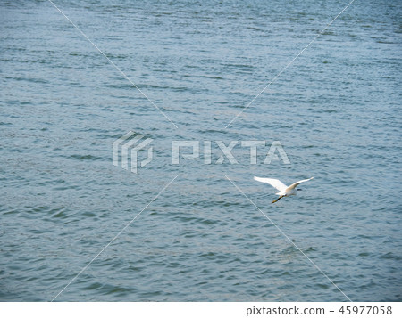 white egret fly 45977058