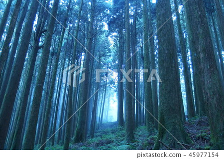 森林 45977154