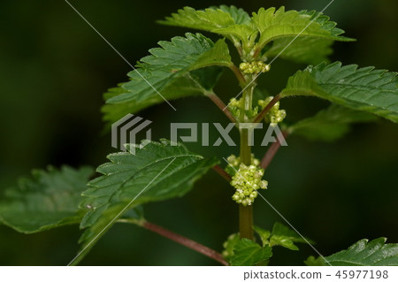 自然植物Aomus，一種生長在潮濕地方的蕁麻科的一年生草本植物。 axi的穀物是花 45977198
