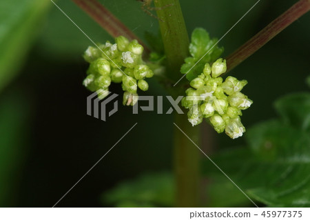 Nature plant Aomizu, flower. There are male and female flowers, so are they male flowers? Nature plant Aomizu, flower. There are male and female flowers, so are they male flowers? 45977375