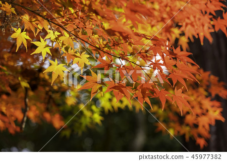 Entsu-ji Temple Autumn leaves 45977382