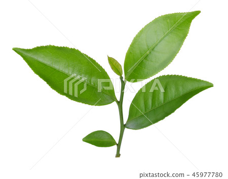 green tea leaf isolated on white background green tea leaf isolated on white background 45977780