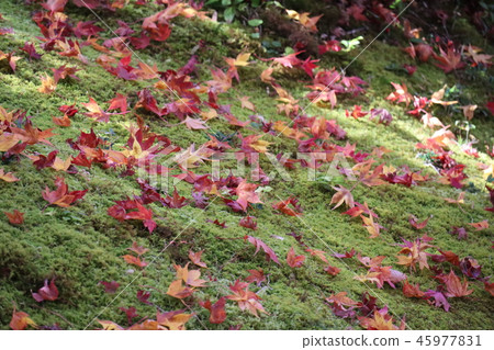 Maple leaves in the garden 45977831