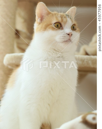 Diagonal cat 45977956