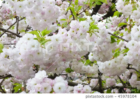 A state of full bloom of brilliant and elegant cherry blossoms A state of full bloom of brilliant and elegant cherry blossoms 45978104
