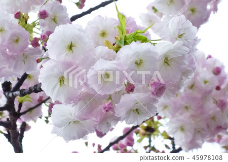 A state of full bloom of brilliant and elegant cherry blossoms A state of full bloom of brilliant and elegant cherry blossoms 45978108