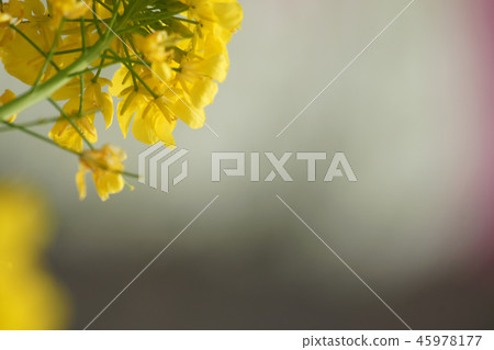 Tottori four season walk spring rape blossom 45978177