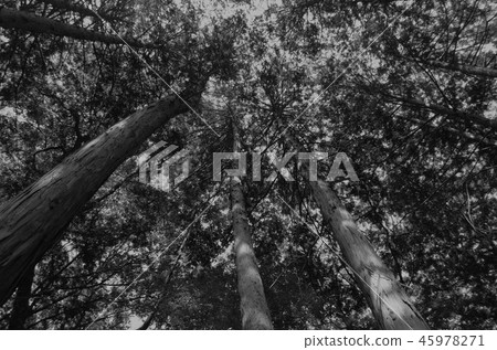 Black and White Photography Black and White Photography 45978271