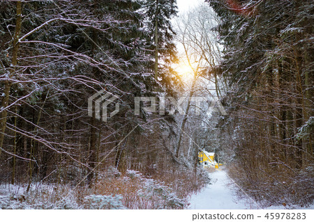 Winter snowy pine forest Narva Bay. Narva-Joesuu Winter snowy pine forest Narva Bay. Narva-Joesuu 45978283