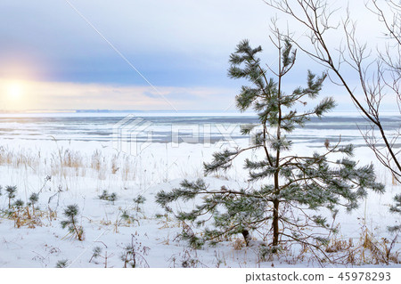 Winter snowy pine forest Narva Bay. Narva-Joesuu Winter snowy pine forest Narva Bay. Narva-Joesuu 45978293