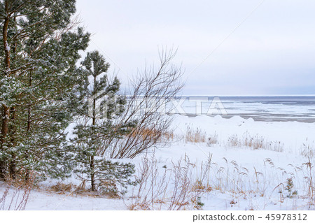 Winter snowy pine forest Narva Bay. Narva-Joesuu Winter snowy pine forest Narva Bay. Narva-Joesuu 45978312
