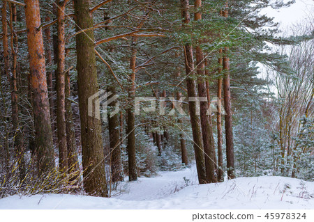 Winter snowy pine forest Narva Bay. Narva-Joesuu Winter snowy pine forest Narva Bay. Narva-Joesuu 45978324