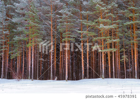 Winter snowy pine forest Narva Bay. Narva-Joesuu Winter snowy pine forest Narva Bay. Narva-Joesuu 45978391