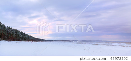Winter snowy pine forest Narva Bay. Narva-Joesuu Winter snowy pine forest Narva Bay. Narva-Joesuu 45978392
