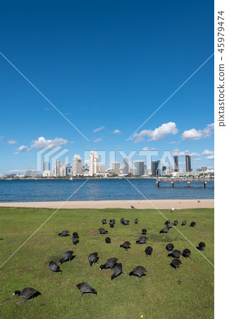 San Diego daytime landscape vertical composition 45979474