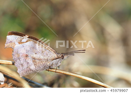 Tenured butterfly Tenured butterfly 45979907