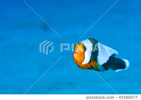 Touaka Anemonefish Touaka Anemonefish 45980077