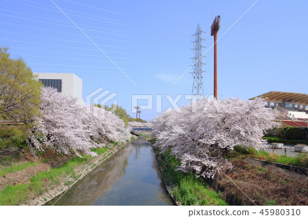 Yamazaki River Sakura 45980310