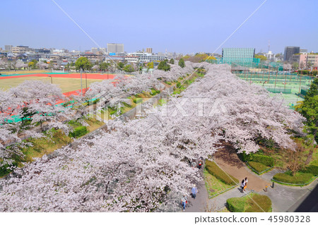 Yamazaki River Sakura 45980328