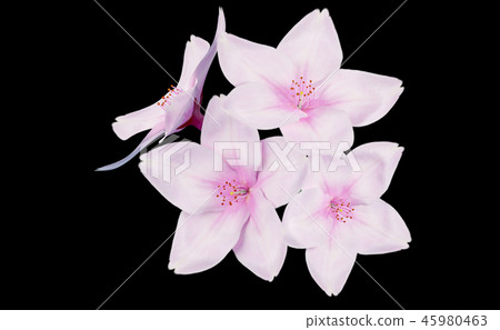 Cherry blossom image 45980463