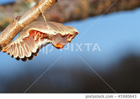 Pupa of musk 45980643