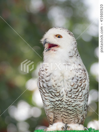 Owl in the nature. Owl in the nature. 45980920
