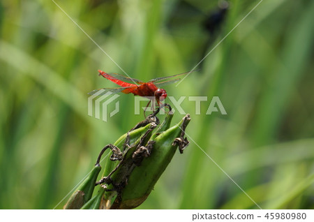 Shoujo dragonfly Shoujo dragonfly 45980980