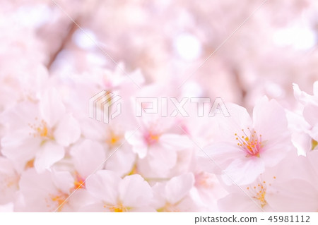 Cherry Blossoms	 45981112
