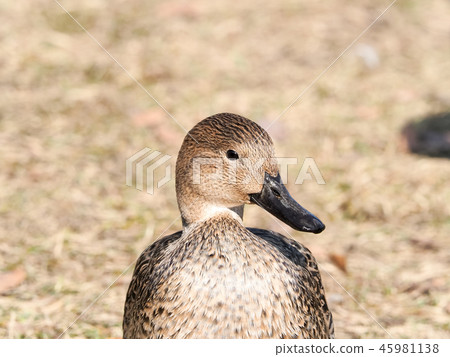 Pintail Pintail 45981138
