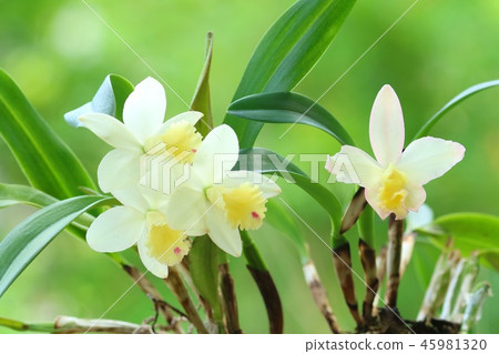 Cattleya White Flower Fairyland 45981320
