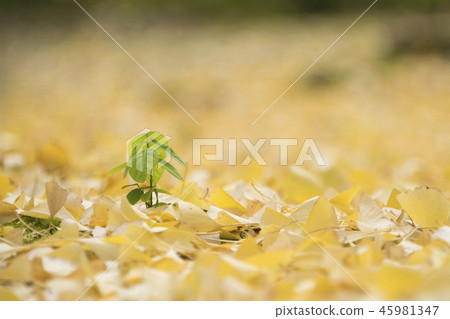 Autumn leaves of Kyoto Nanzenji Ginkgo carpet Autumn leaves of Kyoto Nanzenji Ginkgo carpet 45981347