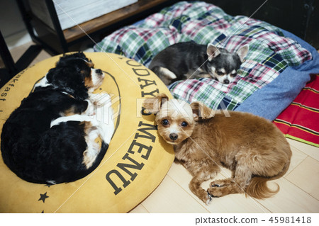 3 dogs relaxing 45981418