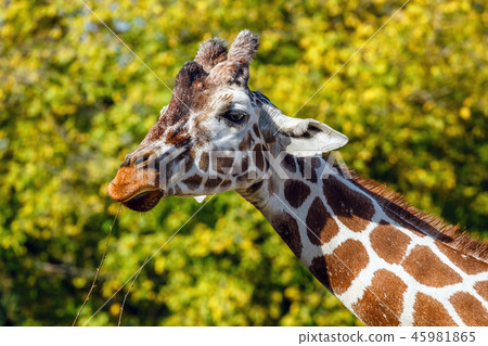 a giraffe in front of some green trees 45981865