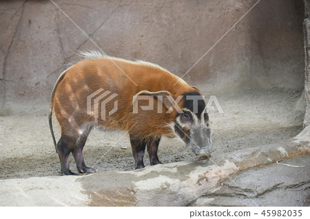 Red-tailed Wild Boar Red-tailed Wild Boar 45982035