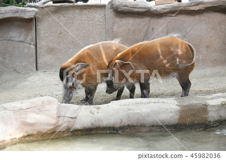 Red-tailed Wild Boar Red-tailed Wild Boar 45982036