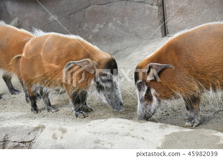 Red-tailed Wild Boar 45982039