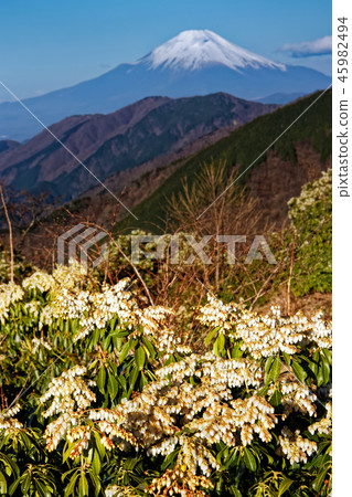 Asebi and Mt. Fuji in the Tanzawa Outer Rim 45982494