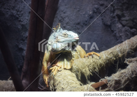 Green iguana 45982527