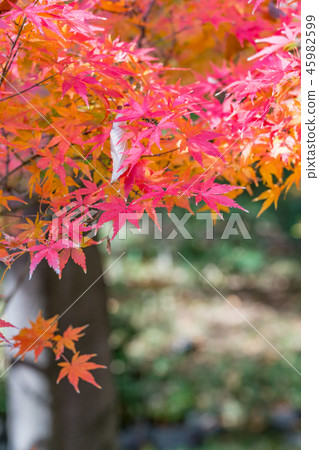 Autumn leaves image Autumn leaves image 45982599