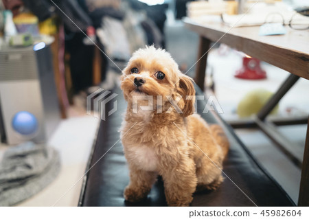 一條被充塞的狗坐椅子 一條被充塞的狗坐椅子 45982604