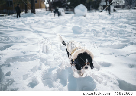 使用在一個多雪的公園的狗/騎士 45982606