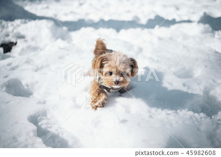 Dog playing in a snowy park / Chiwapu Dog playing in a snowy park / Chiwapu 45982608