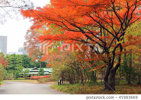 The Imperial Palace East Gardens, autumn leaves of the Ninomaru garden (December) Chiyoda-ku, Tokyo 45983669