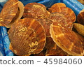  Scallop 45984060