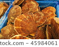 Scallop 45984061