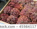 Hoya 45984117