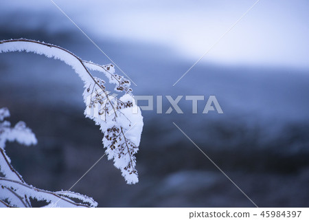 Ears that can hang over the snow 45984397